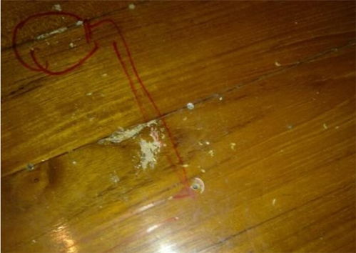 裝修地板選擇全攻略 效果圖賞析、高牌地板官網優勢及白蟻防治指南